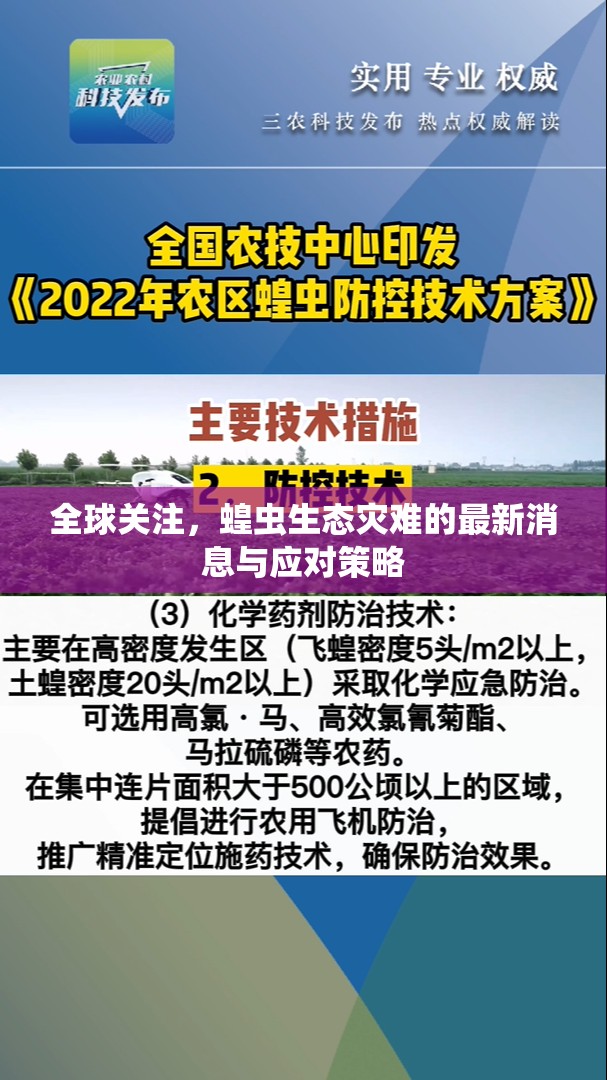 全球關(guān)注，蝗蟲生態(tài)災(zāi)難的最新消息與應(yīng)對(duì)策略