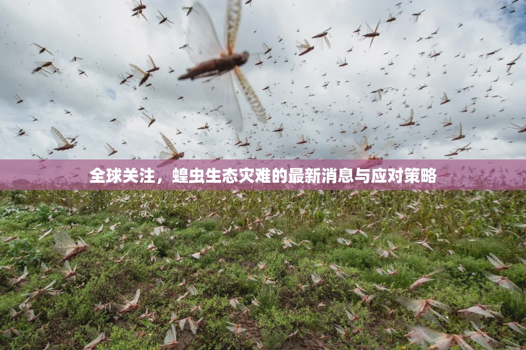 全球關(guān)注，蝗蟲生態(tài)災(zāi)難的最新消息與應(yīng)對(duì)策略