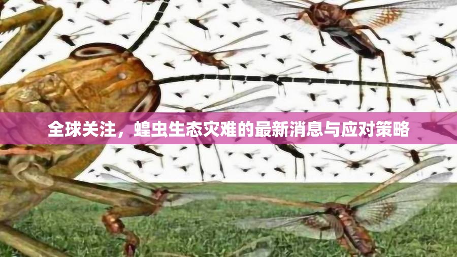 全球關(guān)注，蝗蟲生態(tài)災(zāi)難的最新消息與應(yīng)對(duì)策略