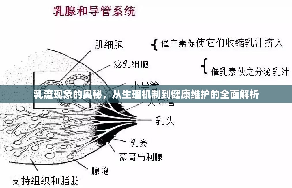 乳流現(xiàn)象的奧秘，從生理機制到健康維護的全面解析