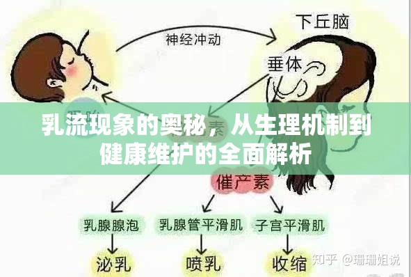 乳流現(xiàn)象的奧秘，從生理機制到健康維護的全面解析