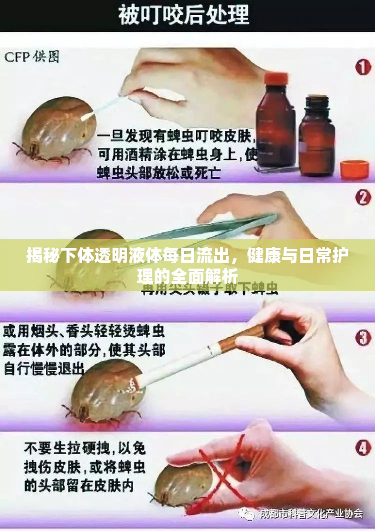 揭秘下體透明液體每日流出，健康與日常護(hù)理的全面解析