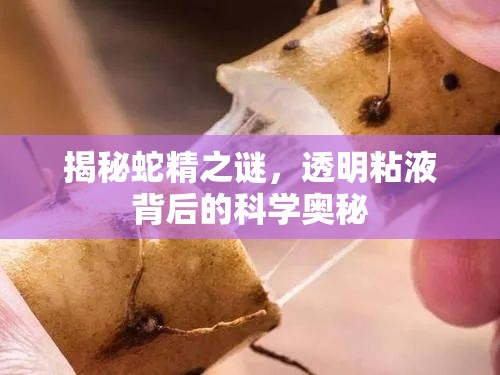 揭秘蛇精之謎，透明粘液背后的科學(xué)奧秘