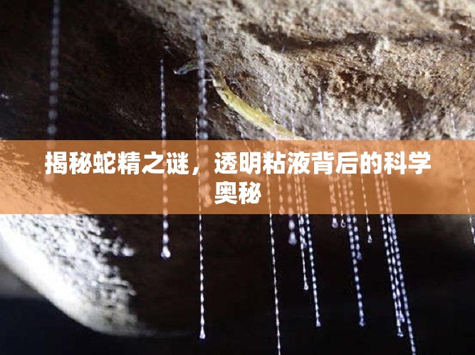 揭秘蛇精之謎，透明粘液背后的科學(xué)奧秘
