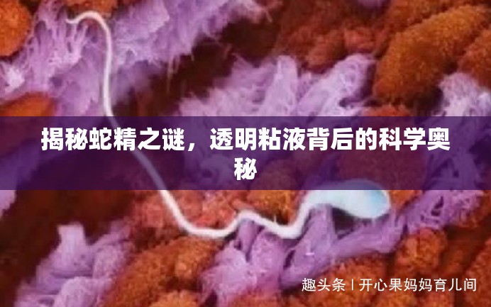 揭秘蛇精之謎，透明粘液背后的科學(xué)奧秘