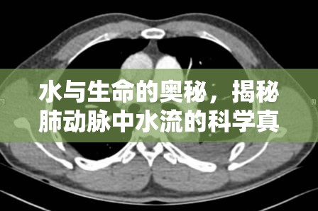 水與生命的奧秘，揭秘肺動(dòng)脈中水流的科學(xué)真相