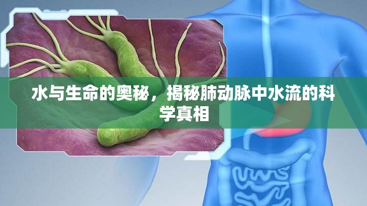 水與生命的奧秘，揭秘肺動(dòng)脈中水流的科學(xué)真相