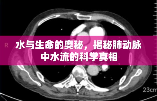 水與生命的奧秘，揭秘肺動(dòng)脈中水流的科學(xué)真相