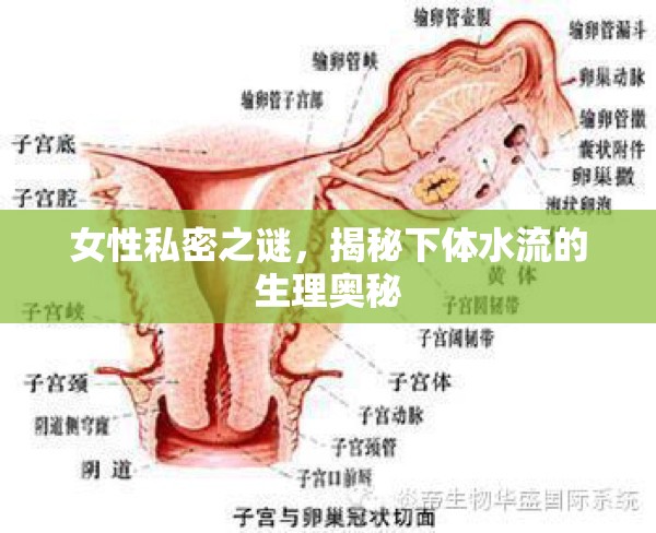 女性私密之謎，揭秘下體水流的生理奧秘