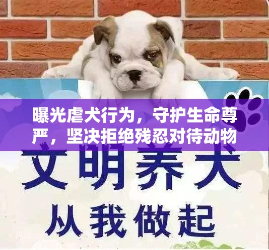 曝光虐犬行為，守護(hù)生命尊嚴(yán)，堅(jiān)決拒絕殘忍對(duì)待動(dòng)物