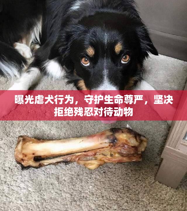 曝光虐犬行為，守護(hù)生命尊嚴(yán)，堅(jiān)決拒絕殘忍對(duì)待動(dòng)物