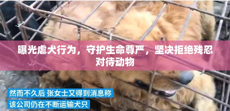 曝光虐犬行為，守護(hù)生命尊嚴(yán)，堅(jiān)決拒絕殘忍對(duì)待動(dòng)物