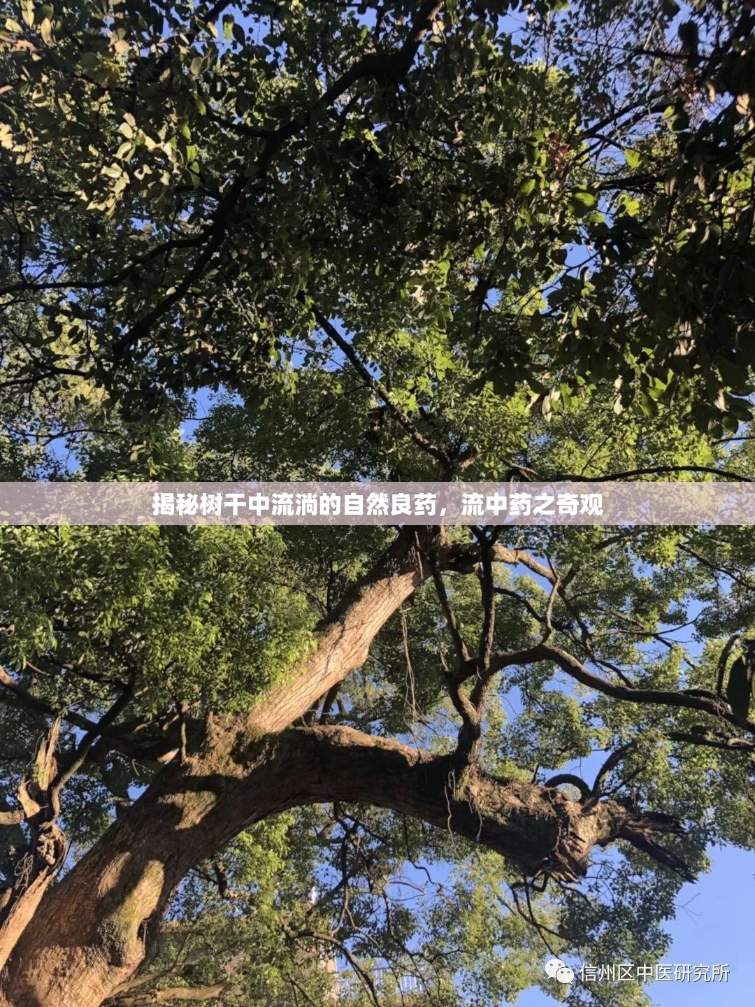 揭秘樹(shù)干中流淌的自然良藥，流中藥之奇觀