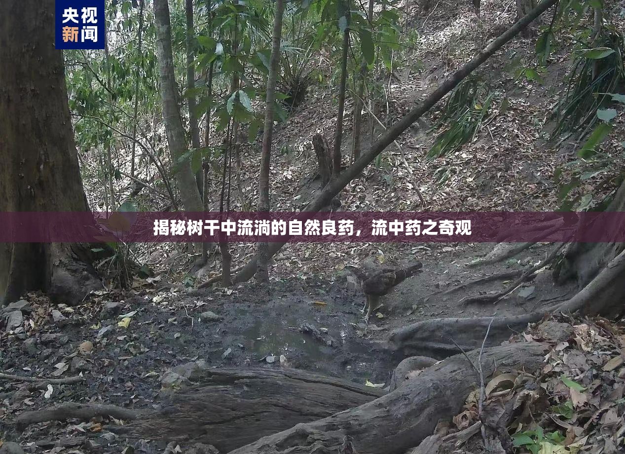 揭秘樹(shù)干中流淌的自然良藥，流中藥之奇觀