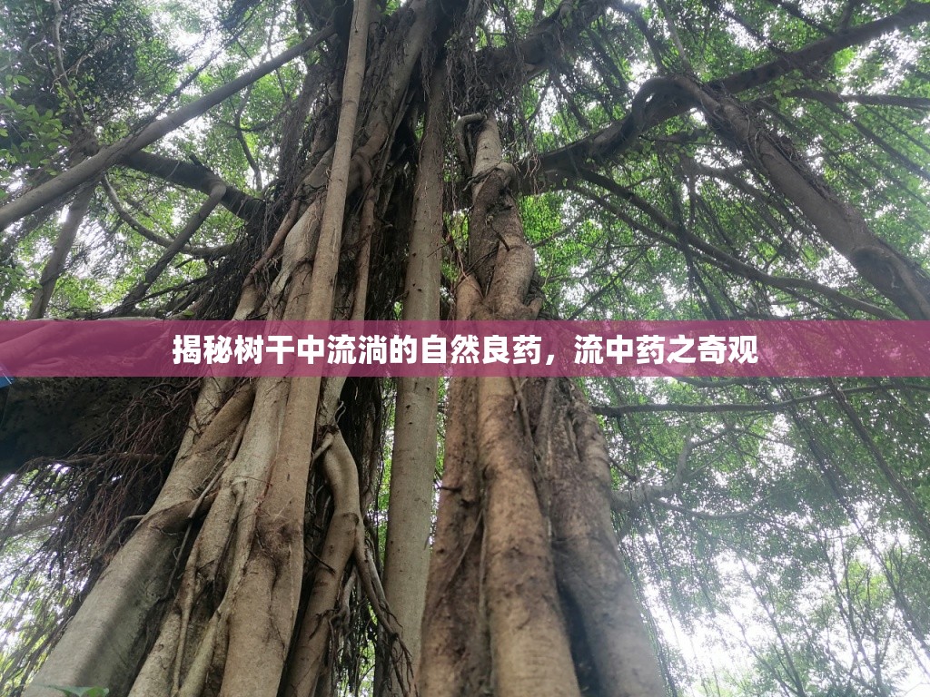 揭秘樹(shù)干中流淌的自然良藥，流中藥之奇觀