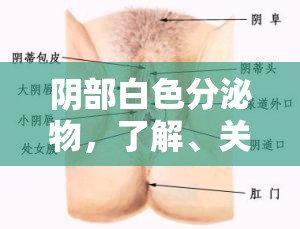 陰部白色分泌物，了解、關(guān)注與正確應(yīng)對(duì)方法