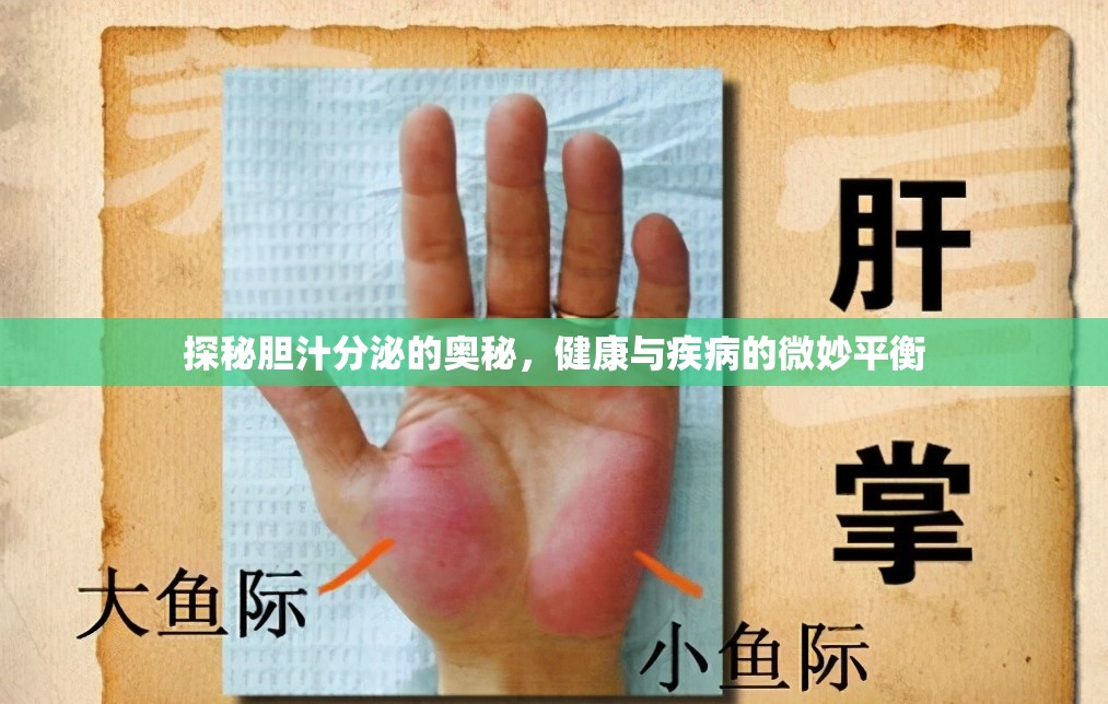 探秘膽汁分泌的奧秘，健康與疾病的微妙平衡