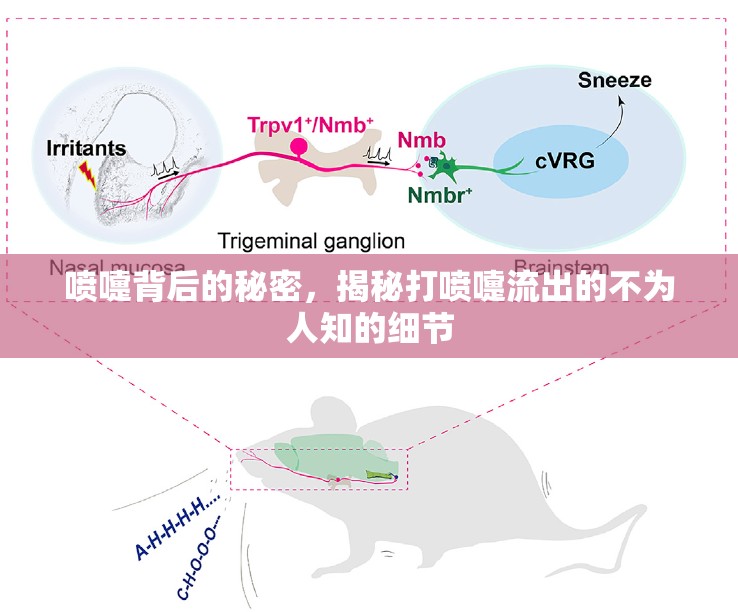 噴嚏背后的秘密，揭秘打噴嚏流出的不為人知的細(xì)節(jié)