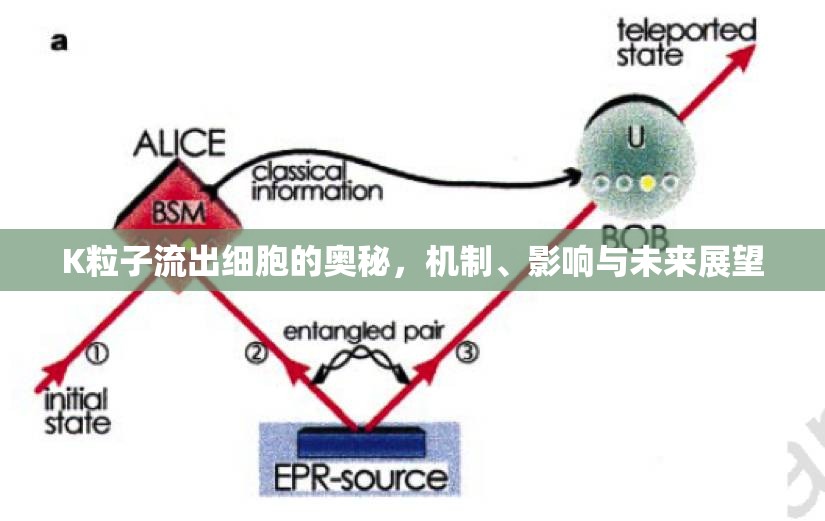 K粒子流出細(xì)胞的奧秘，機(jī)制、影響與未來(lái)展望