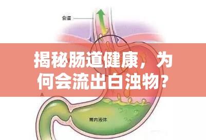 揭秘腸道健康，為何會(huì)流出白濁物？