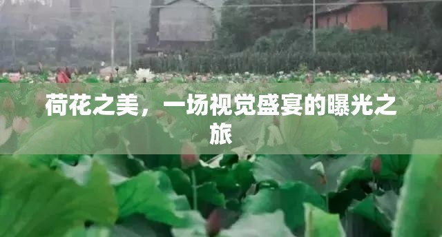 荷花之美，一場視覺盛宴的曝光之旅