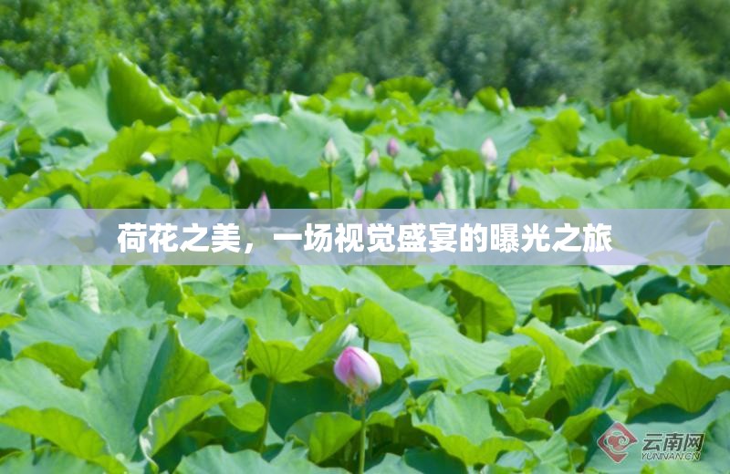荷花之美，一場視覺盛宴的曝光之旅