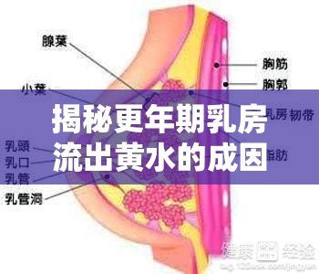 揭秘更年期乳房流出黃水的成因與預(yù)防措施，全面解析的指南