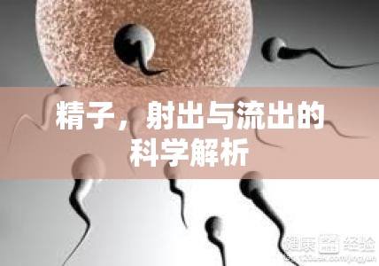 精子，射出與流出的科學(xué)解析