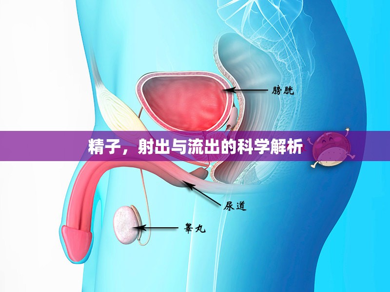 精子，射出與流出的科學(xué)解析