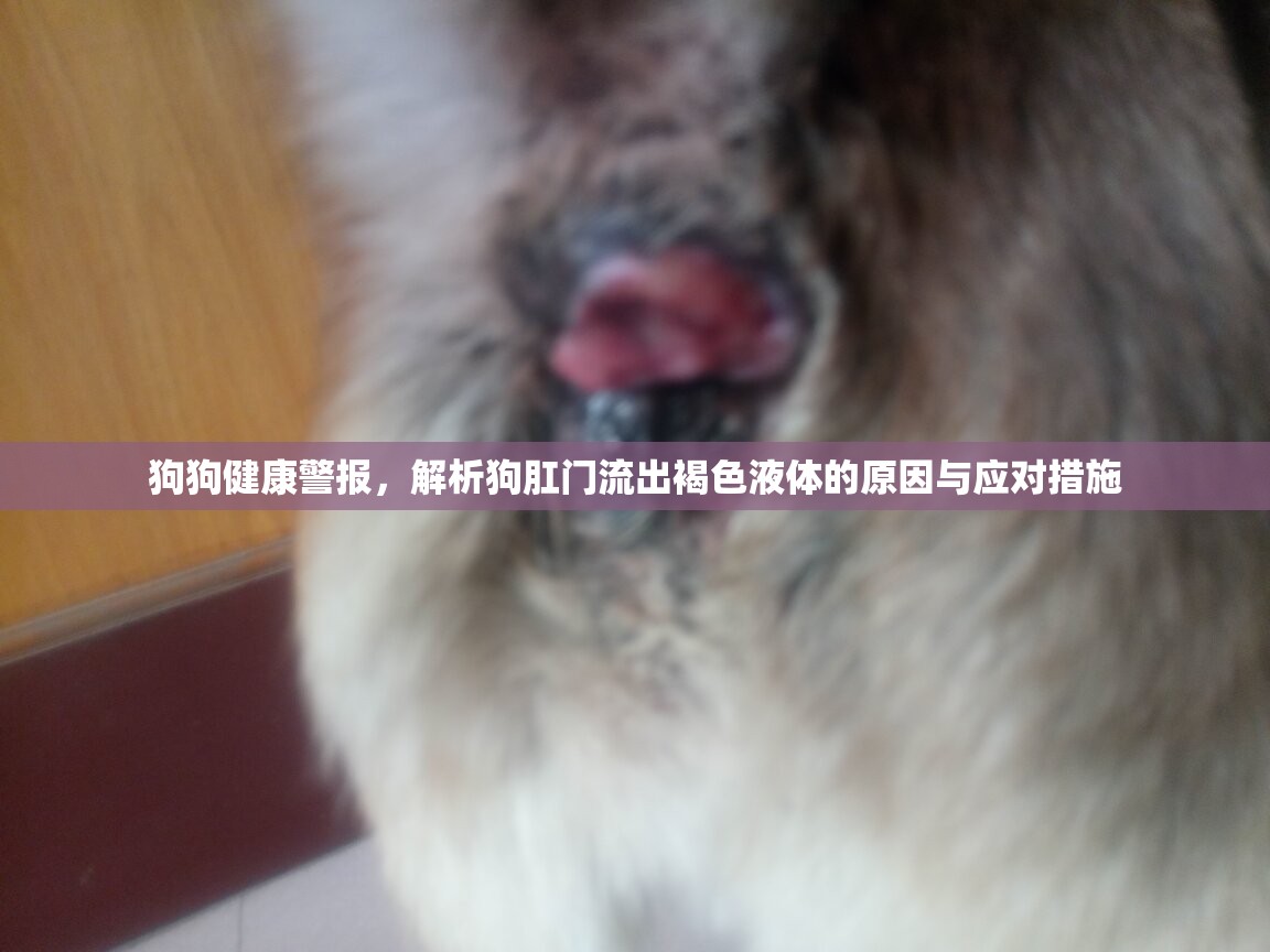 狗狗健康警報(bào)，解析狗肛門流出褐色液體的原因與應(yīng)對(duì)措施
