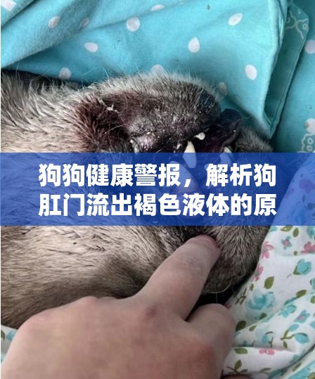 狗狗健康警報(bào)，解析狗肛門流出褐色液體的原因與應(yīng)對(duì)措施