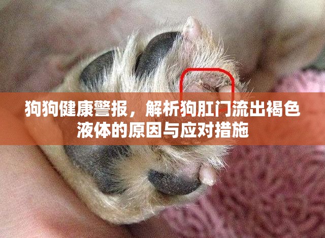 狗狗健康警報(bào)，解析狗肛門流出褐色液體的原因與應(yīng)對(duì)措施