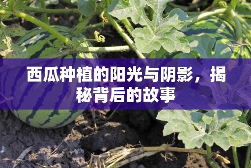 西瓜種植的陽光與陰影，揭秘背后的故事