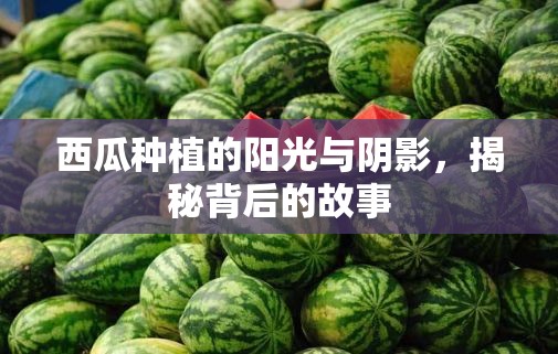 西瓜種植的陽光與陰影，揭秘背后的故事