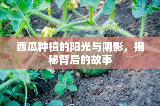 西瓜種植的陽光與陰影，揭秘背后的故事