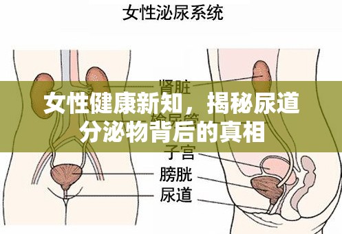 女性健康新知，揭秘尿道分泌物背后的真相