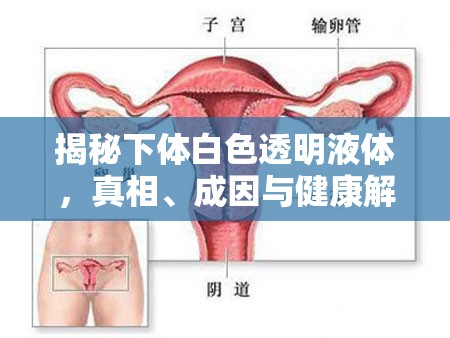 揭秘下體白色透明液體，真相、成因與健康解讀