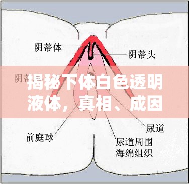 揭秘下體白色透明液體，真相、成因與健康解讀