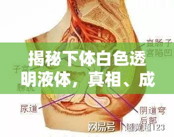 揭秘下體白色透明液體，真相、成因與健康解讀