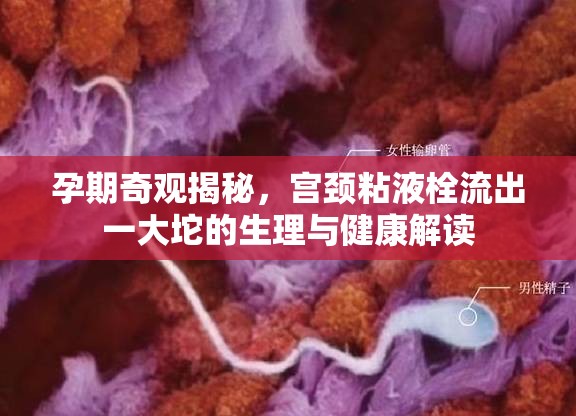 孕期奇觀揭秘，宮頸粘液栓流出一大坨的生理與健康解讀
