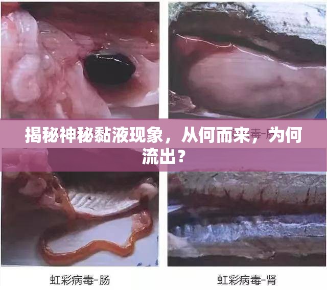 揭秘神秘黏液現(xiàn)象，從何而來，為何流出？