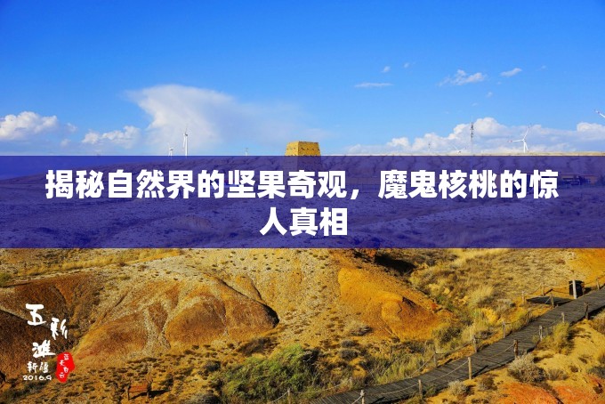 揭秘自然界的堅果奇觀，魔鬼核桃的驚人真相