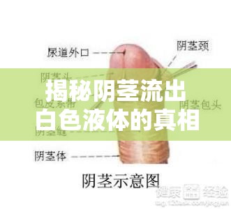 揭秘陰莖流出白色液體的真相與健康指南