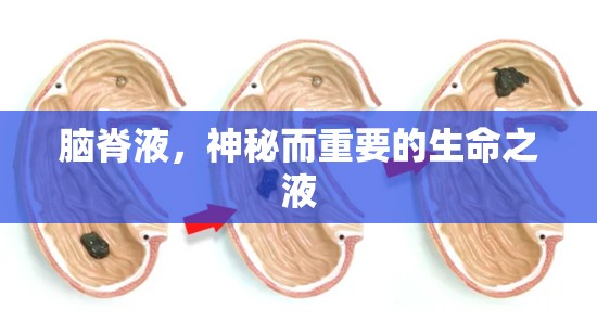 腦脊液，神秘而重要的生命之液