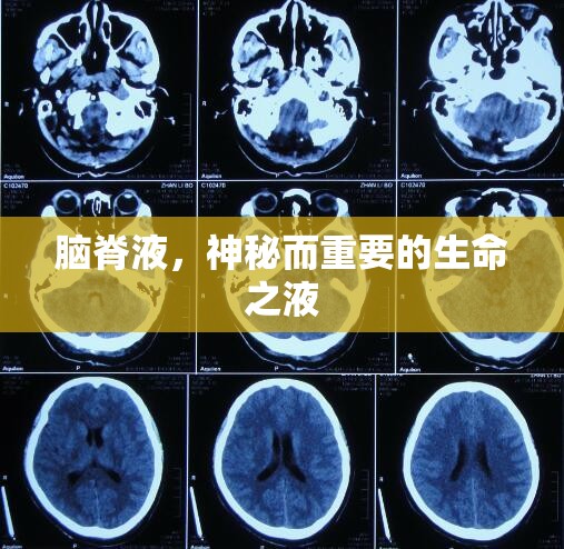 腦脊液，神秘而重要的生命之液