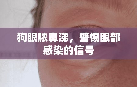 狗眼膿鼻涕，警惕眼部感染的信號(hào)