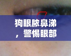 狗眼膿鼻涕，警惕眼部感染的信號(hào)