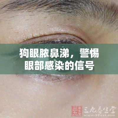狗眼膿鼻涕，警惕眼部感染的信號(hào)