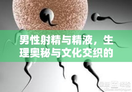 男性射精與精液，生理奧秘與文化交織的深度探索