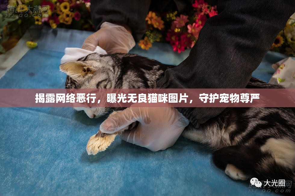 揭露網(wǎng)絡(luò)惡行，曝光無良貓咪圖片，守護(hù)寵物尊嚴(yán)